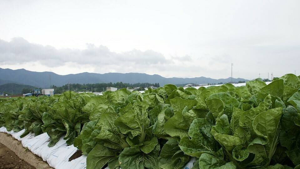 lettuce-2661668_960_720|CANDIL_GARRAFA_5L|banner spotter